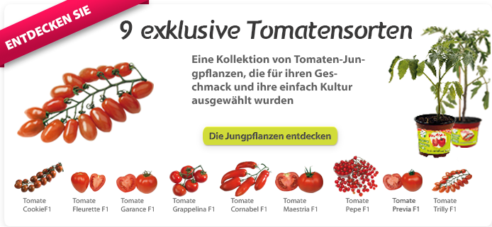 wann tomaten ins freie