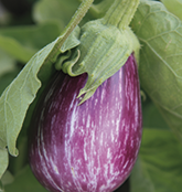 Anbau der Aubergine Anbau der Aubergine