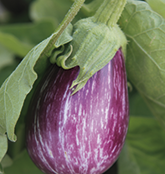 Anbau der Aubergine 