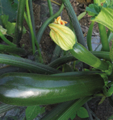 Anbau der Zucchini Anbau der Zucchini