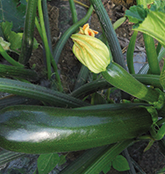 Anbau der Zucchini